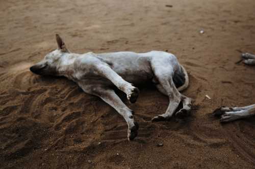 Dogs Dreaming