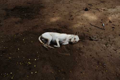 Dogs Dreaming
