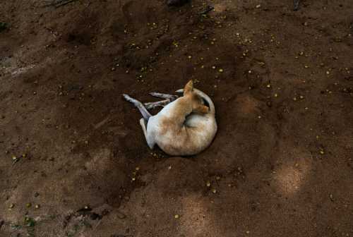 Dogs Dreaming