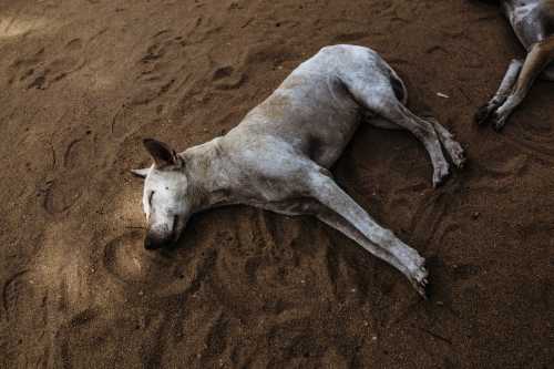 Dogs Dreaming