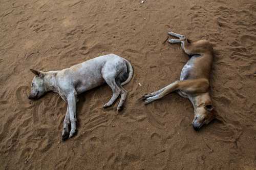 Dogs Dreaming